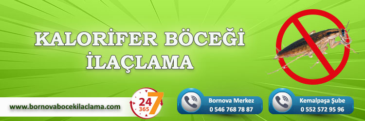 Kalorifer Böceği İlaçlama